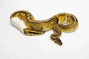 Female Animal Prints: Pastel Piebald Ball Python or Royal Python -Python regius-, female