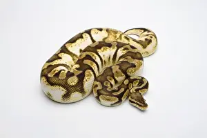 Pastel Sugar Ball Python or Royal Python -Python regius-, female