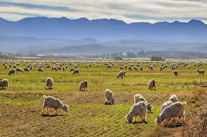 Vast Prints: A pastoral scene of Angora goats grazing on the lands with the Swartberg mountains in the distance