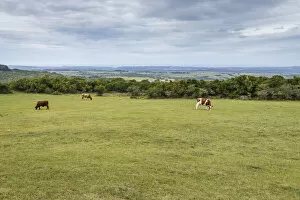 Pastoral scene in the farmlands of Eastern Cape