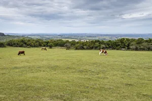 Images Dated 13th April 2017: Pastoral scene in the farmlands of Eastern Cape