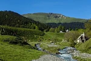 Images Dated 18th May 2015: Pasture near the col d Aspin, Hautes Pyrenees, France