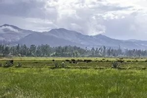 Pastures of the farm of La Collpa, Cajamarca, Peru, South America