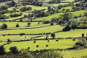 Pastures with grazing cattle, Mourne Mountains, County Down, Northern Ireland, Ireland, Great Britain, Europe