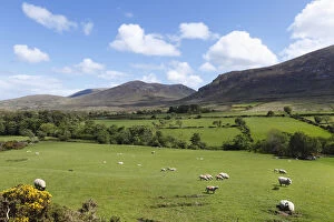 Even Toed Ungulate Gallery: Pastures with grazing sheep, Mourne Mountains, County Down, Northern Ireland, Ireland