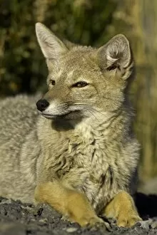 Andes Collection: Patagonia fox, Chile