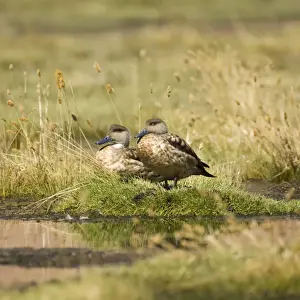Bank Prints: Patagonian crested Ducks (Lophonetta specularioides)