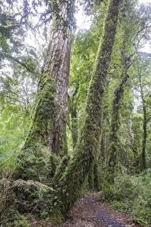 Trail Prints: Patagonian Cypress, Chilean False Larch or Alerce -Fitzroya cupressoides