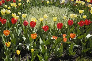 A patch of light coloured grass serves as the focal point in a bed of assorted coloured Tulips -Tulipa- in a spring