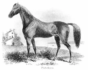 Images Dated 25th March 2017: Patchen horse engraving 1873