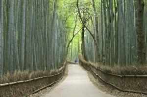 Path through bamboo forest, Kyoto, Honshu, Japan