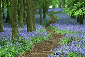 Images Dated 15th May 2006: Path through bluebell (Hyacinthoides non-scripta) forest, Ashridge, Hertfordshire, England