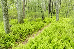 Images Dated 16th June 2015: Path through ferns in forest at Striar Conservancy, Halifax, Massachusetts, USA