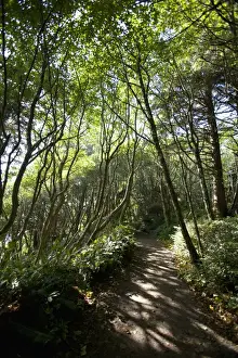 Rain Forest Prints: The Path To Florencia Bay In Pacific Rim National Park Near Tofino