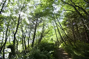 Rain Forest Prints: The Path To Florencia Bay In Pacific Rim National Park Near Tofino