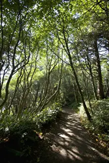 The Path To Florencia Bay In Pacific Rim National Park Near Tofino; British Columbia Canada