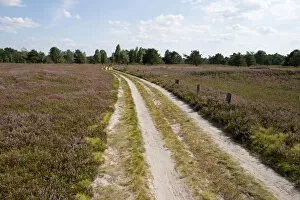Images Dated 24th August 2013: Path through heathland, Schneverdingen, Lower Saxony, Germany
