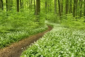 Thuringia Collection: Path in a spring forest, flowering Wild Garlic or Ramsons -Allium ursinum-, Hainich National Park