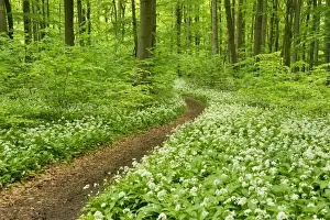 Trail Prints: Path in a spring forest, flowering Wild Garlic or Ramsons -Allium ursinum