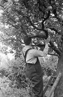 Horticulture Prints: Patient
