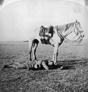 Waiting Prints: Patient Horse
