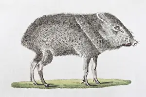 Patira (Dicotyles torquatus), hand-coloured copperplate engraving from Friedrich Justin