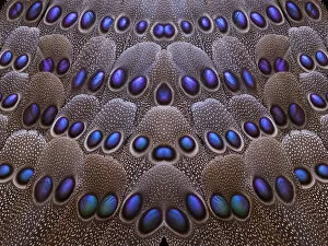 Images Dated 27th January 2010: Pattern design of Greys Peacock tail feathers