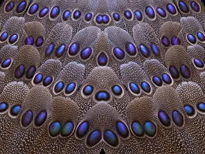 Modern Bird Feather Designs Gallery: Pattern design of Greys Peacock tail feathers