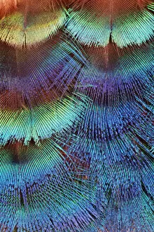 Images Dated 31st August 2005: Pattern of Peacock (Pavo Cristatus) Neck Feathers