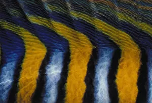 Jeff Rotman Underwater Photography Gallery: Pattern on Royal Angelfish