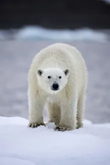 Paul Souders Photography Gallery: Paul Souders Photography