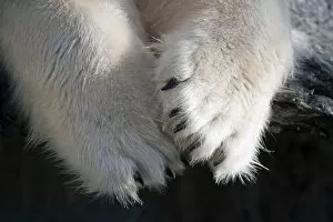 Images Dated 3rd January 2012: Paws and claws, Polar Bear -Ursus maritimus-, captive