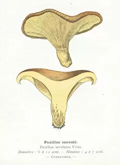 Images Dated 29th January 2018: Paxillus mushroom engraving 1895