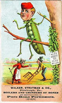 Victorian Prints: Pea Pod Man
