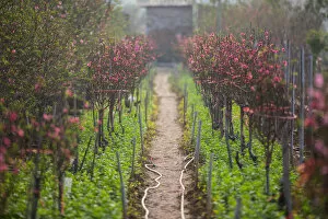 Images Dated 18th January 2017: Peach blossom farm in Hanoi