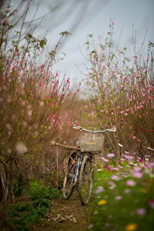 Images Dated 18th January 2017: Peach blossom field, bicycle, vertical