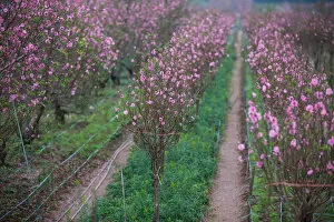 Images Dated 18th January 2017: Peach Blossom Field in Hanoi Springtime