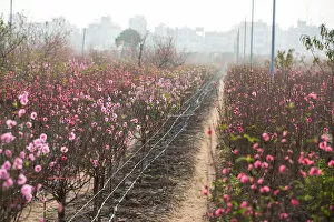 Images Dated 18th January 2017: Peach blossom field on morning fog