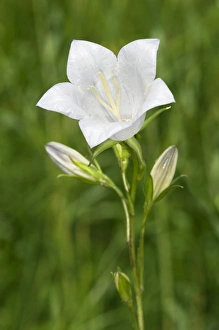 Images Dated 25th May 2012: Peach-leaved Bellflower -Campanula persicifolia-, Kaiserstuhl, Baden-Wurttemberg, Germany
