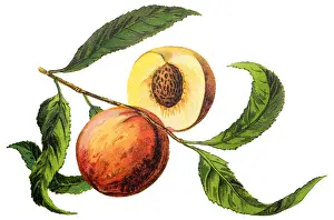 The peach (Prunus persica)
