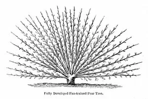 Images Dated 16th July 2016: Peach tree engraving 1874