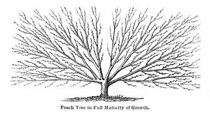 Images Dated 15th July 2016: Peach tree engraving 1874