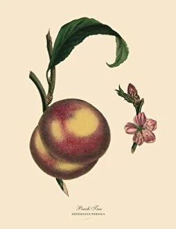 Images Dated 23rd March 2016: Peach Tree, Victorian Botanical Illustration
