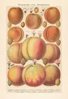 Images Dated 12th November 2018: Peaches and apricots with blossoms and stones, chromolithograph, published 1897