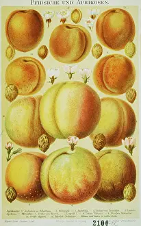 German Text Prints: Peaches and Apricots Illustration from the Meyers Konversation-Lexikon Encyclopedia, 1897