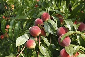Branches Collection: Peaches, ripe fruit on the tree, peach tree (Prunus persica), Wachau, Waldviertel, Lower Austria