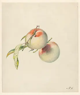 Dutch Prints: Two Peaches On Their Stems