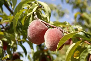 Peaches on a tree, Alpujarras, Sierra Nevada, Andalucia, southern Spain, Europe