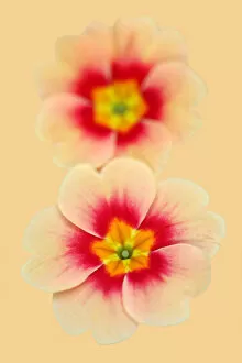 Flowers by Brian Haslam Gallery: Peachy Poly