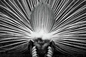 Modern Bird Feather Designs Gallery: Peacock from behind